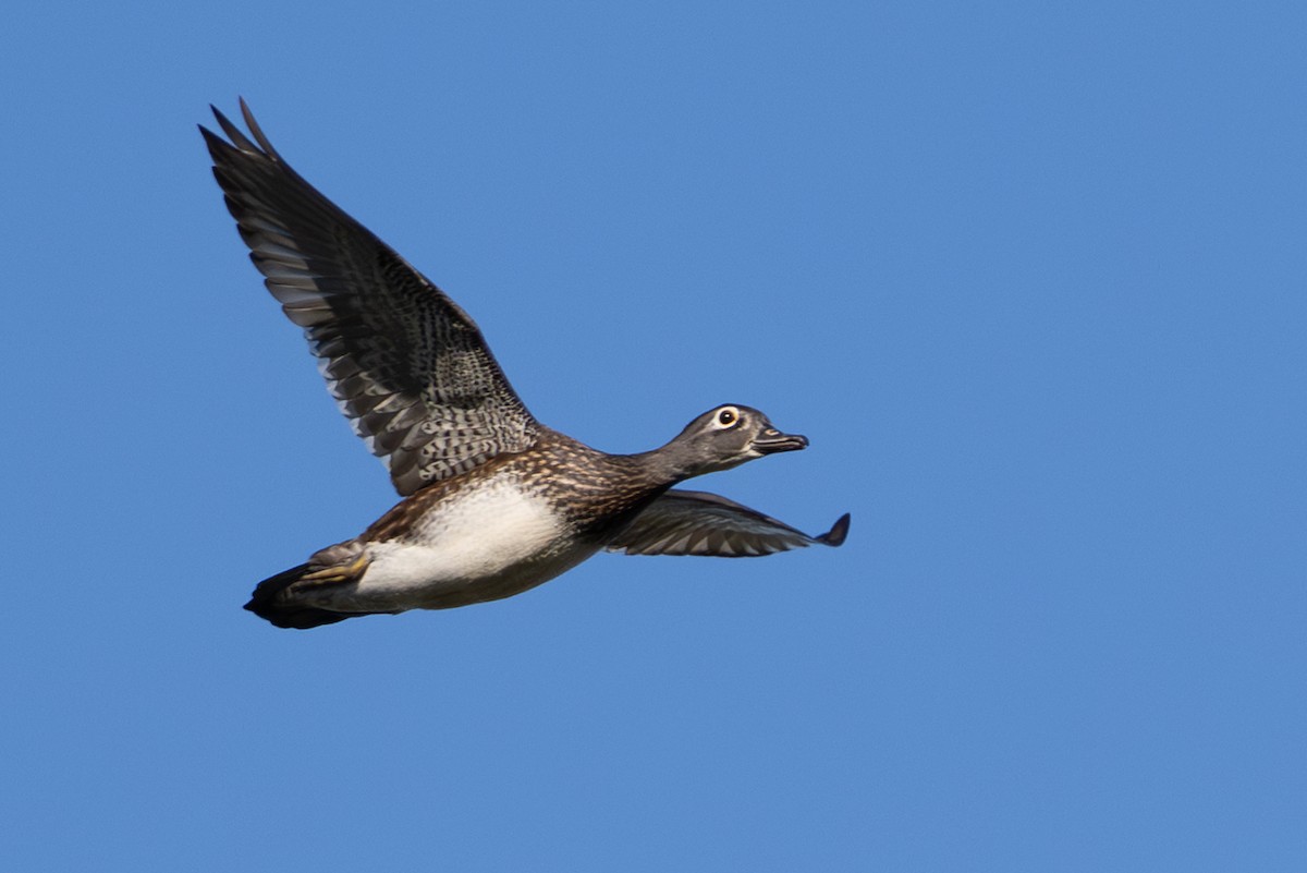 Wood Duck - ML642885394