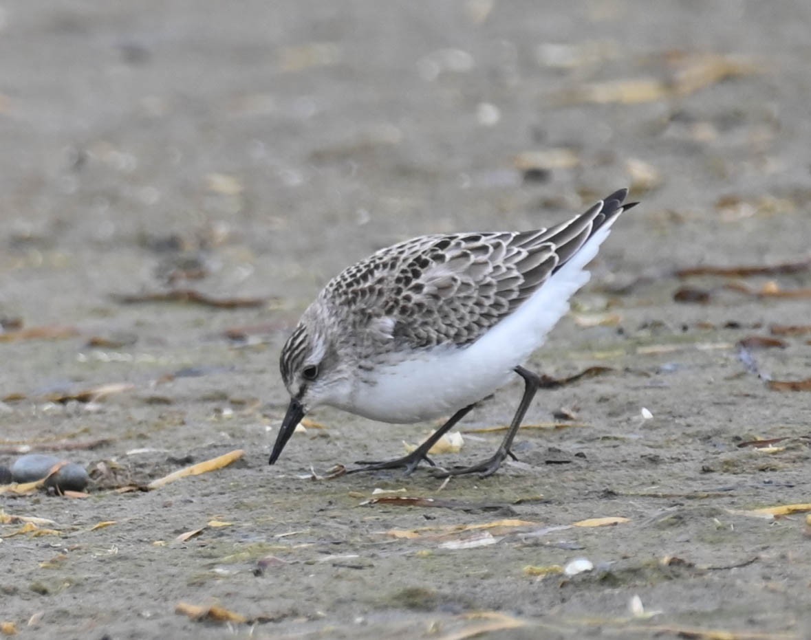 Semipalmated Sandpiper - ML642885398