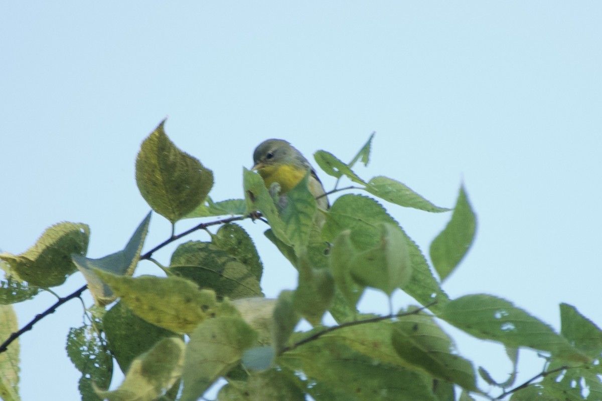 Northern Parula - ML642885400