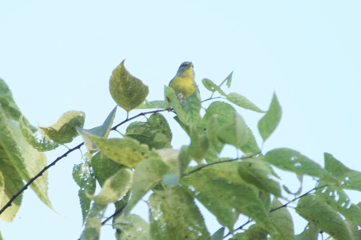 Northern Parula - ML642885403