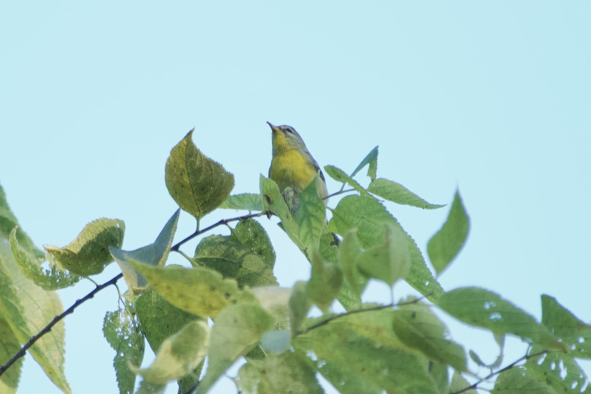 Northern Parula - ML642885405