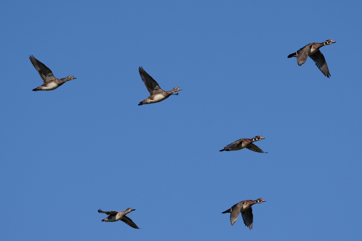 Wood Duck - ML642885406