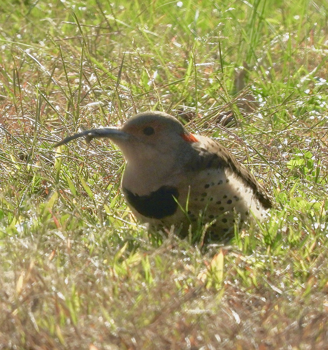 Northern Flicker (Yellow-shafted) - ML642885414