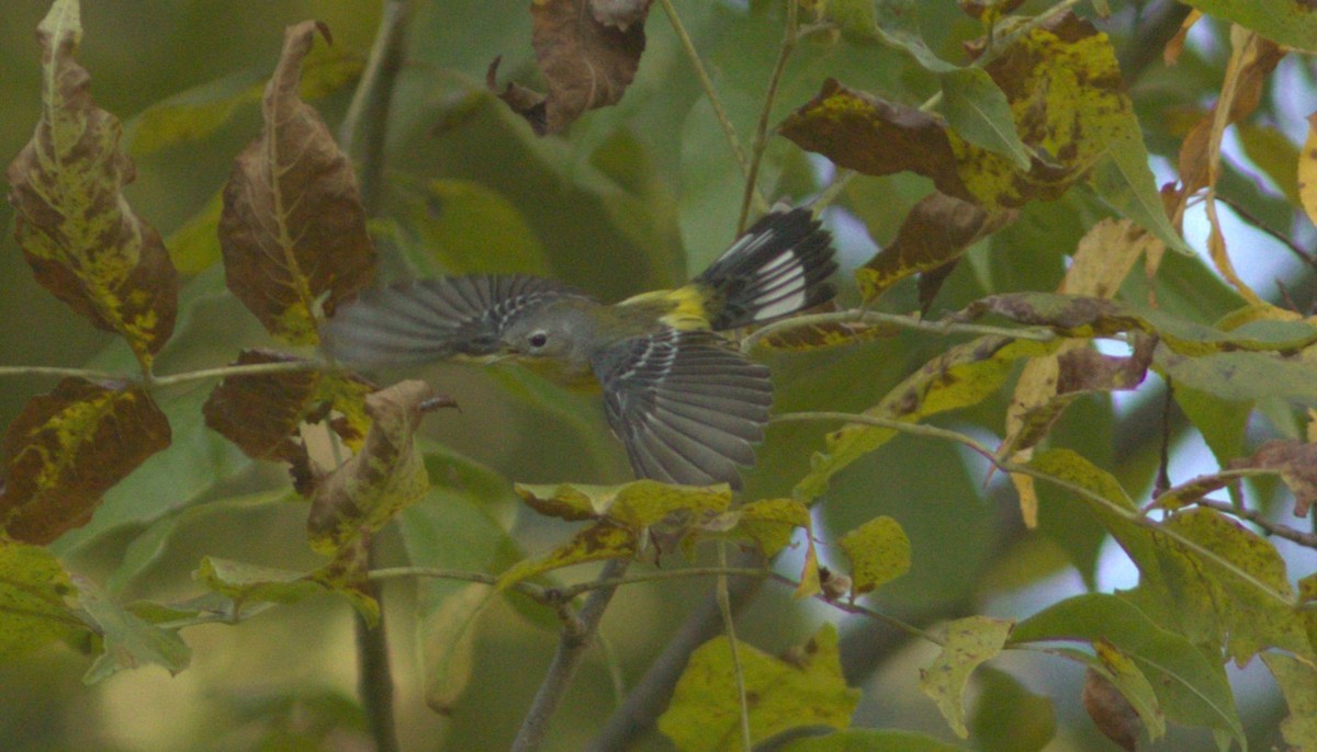 Magnolia Warbler - ML642885423