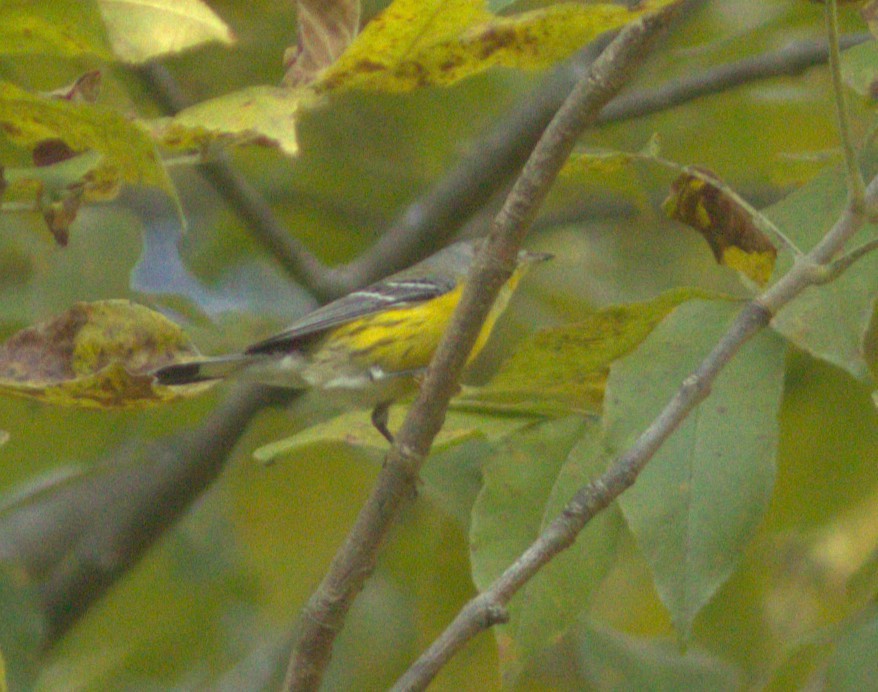 Magnolia Warbler - ML642885424