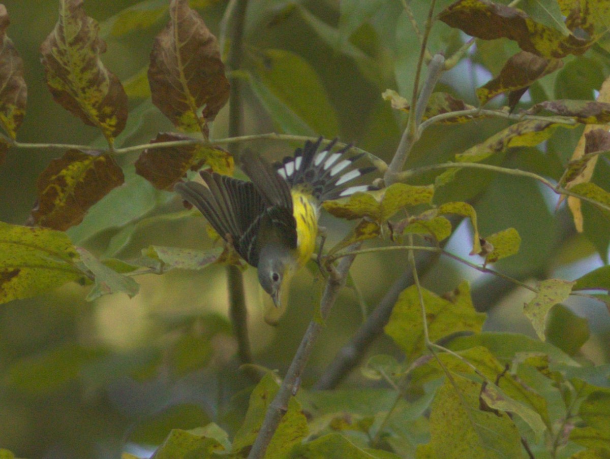 Magnolia Warbler - ML642885425