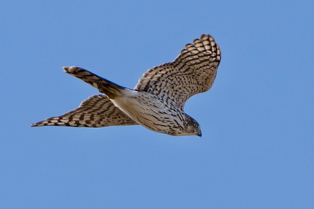 Cooper's Hawk - ML642885432