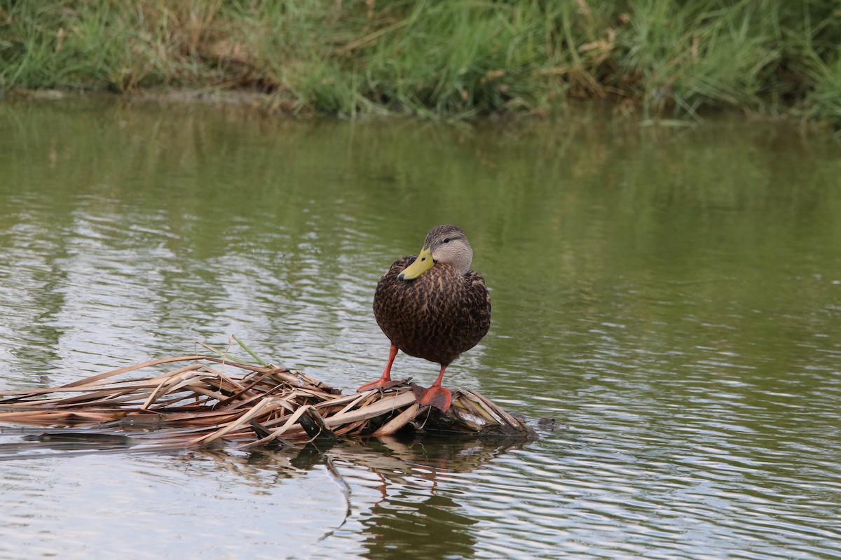 Mottled Duck - ML642885435