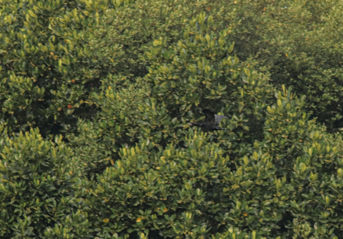 Little Cormorant - ML642885440