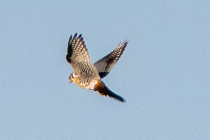 American Kestrel - ML642885458