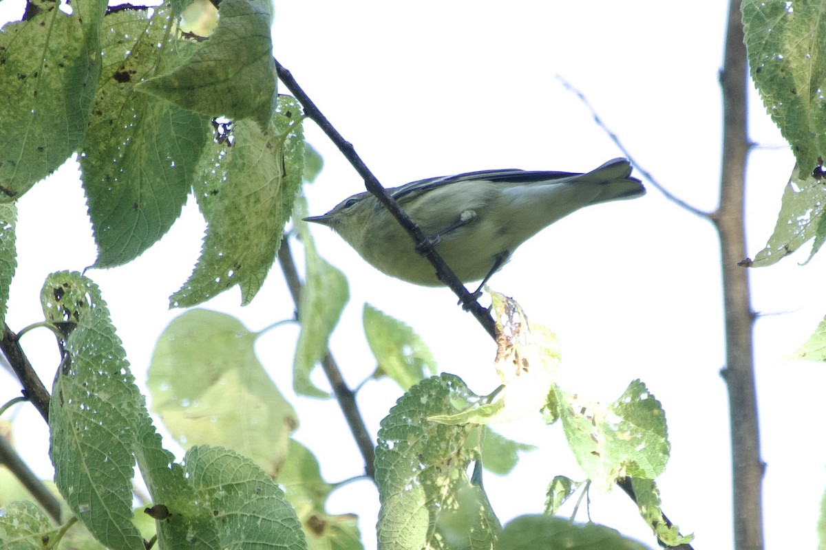 Blackpoll Warbler - ML642885469