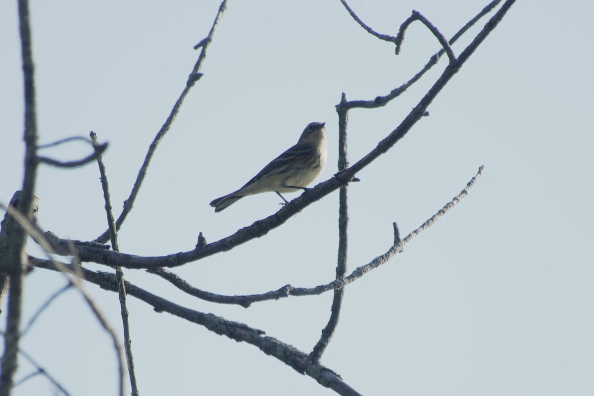 Yellow-rumped Warbler - ML642885474