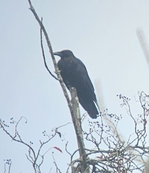 passerine sp. - ML642885475