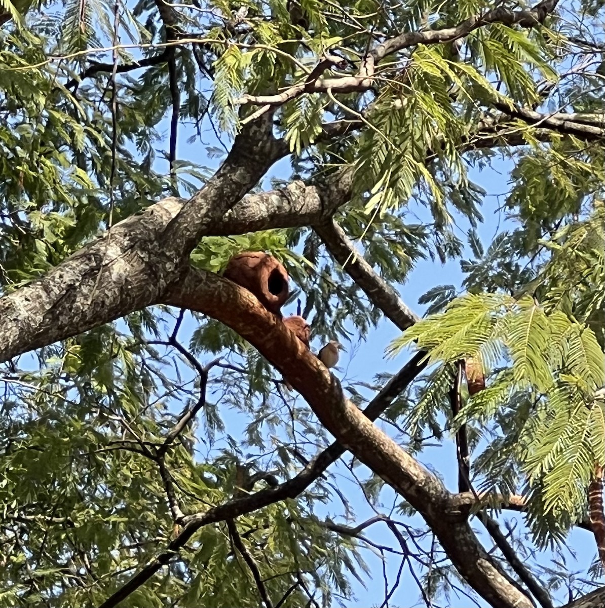 Rufous Hornero - ML642885479
