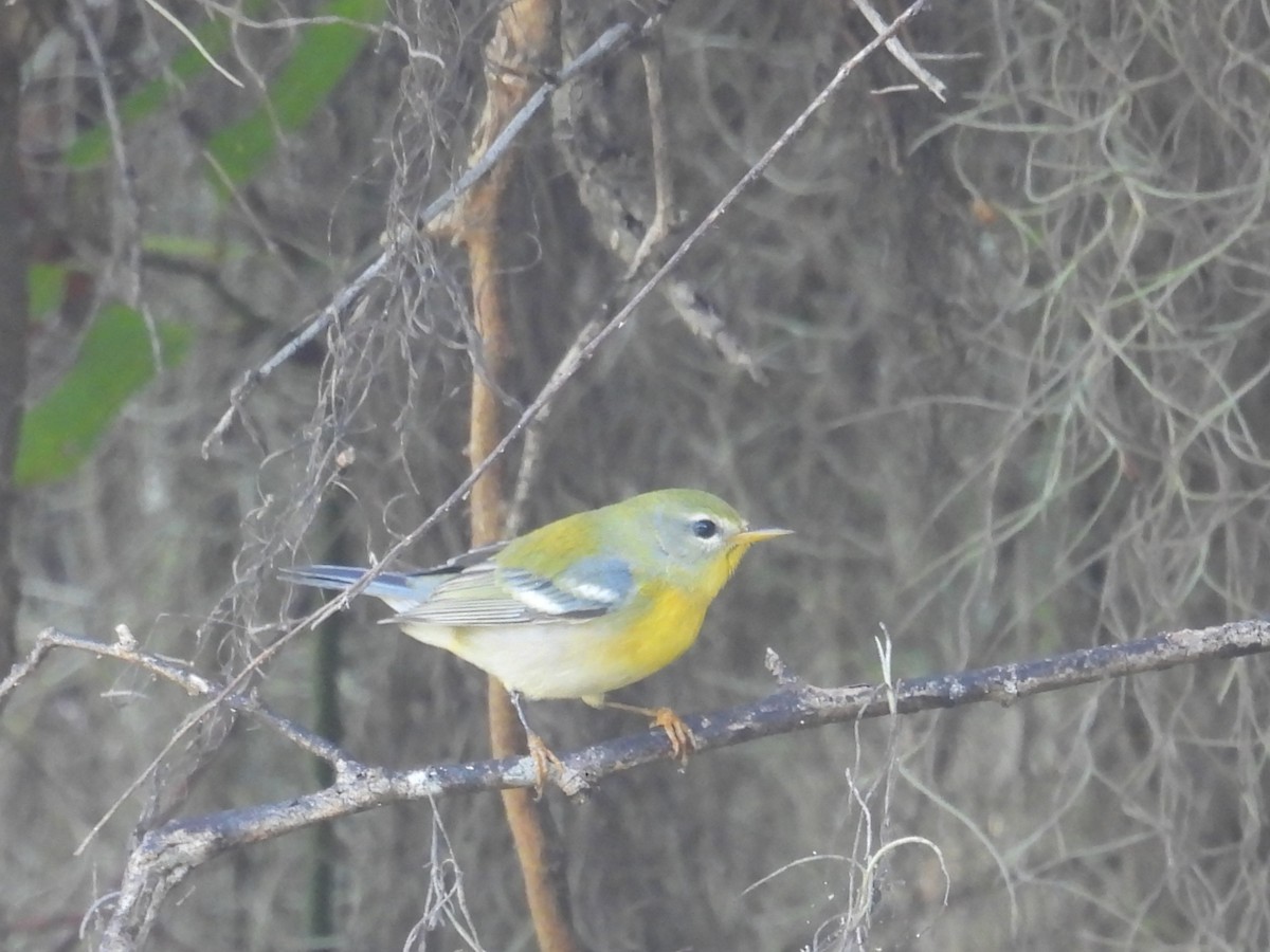 Parula Norteña - ML642885485
