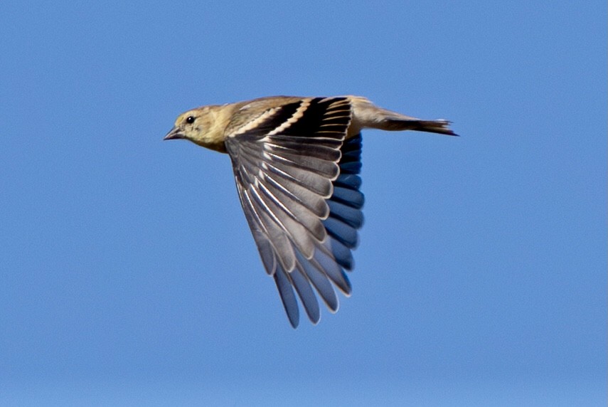 American Goldfinch - ML642885486