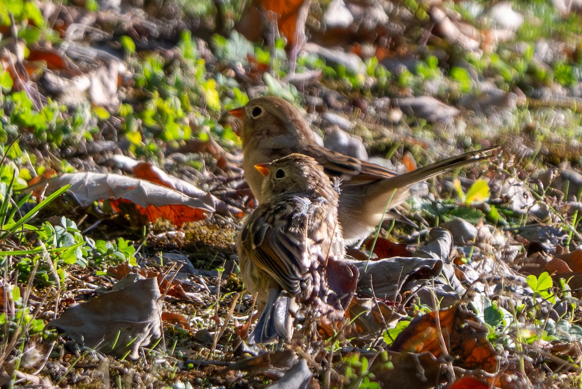 Field Sparrow - ML642885493
