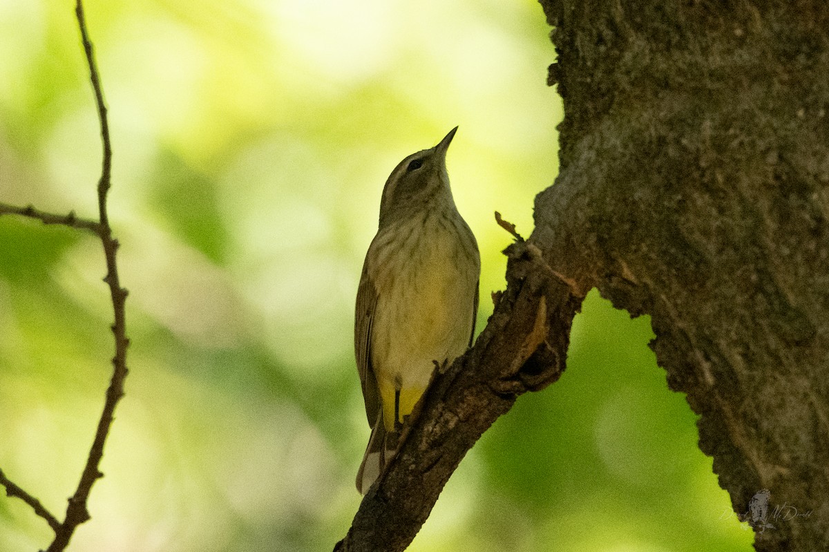 Palm Warbler - ML642885497