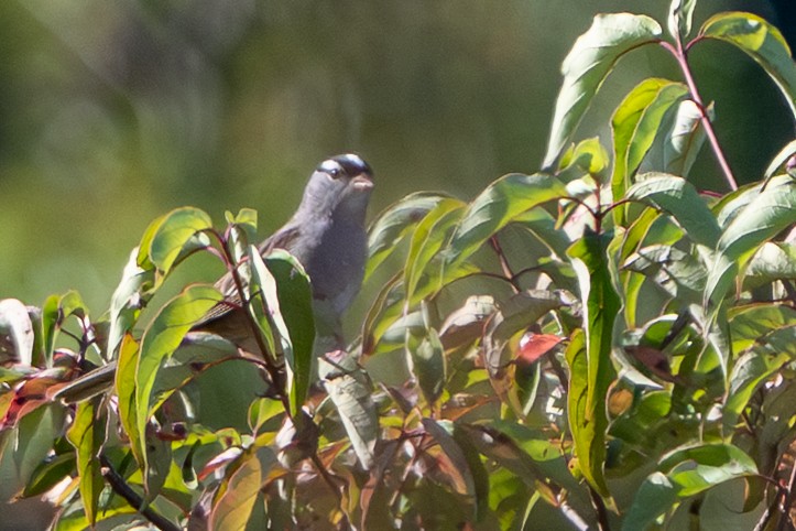 White-crowned Sparrow - ML642885503