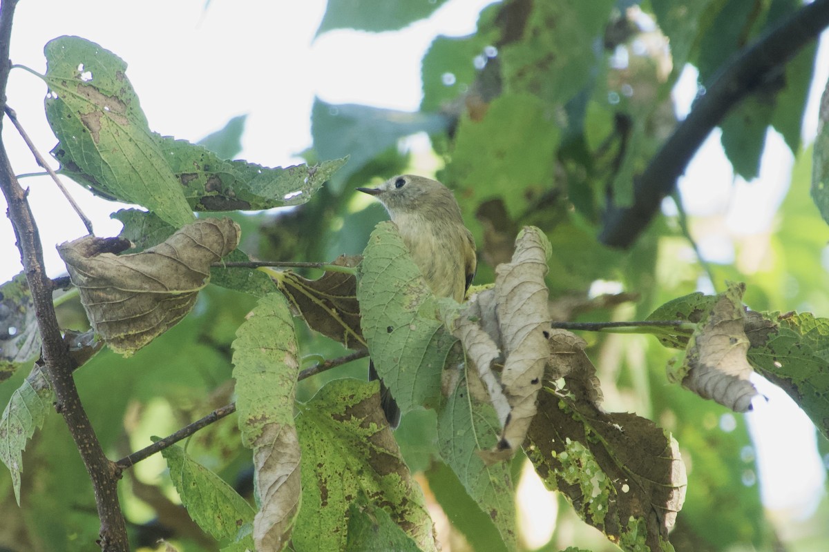 Ruby-crowned Kinglet - ML642885504