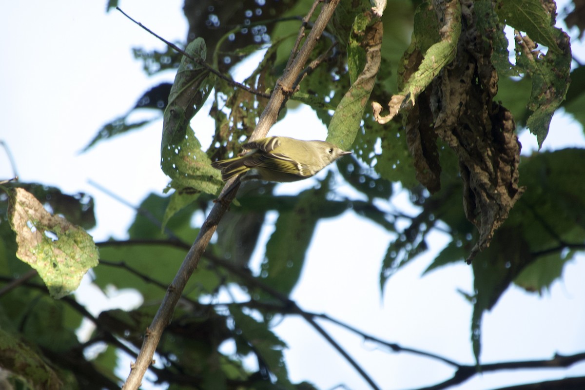 Ruby-crowned Kinglet - ML642885507