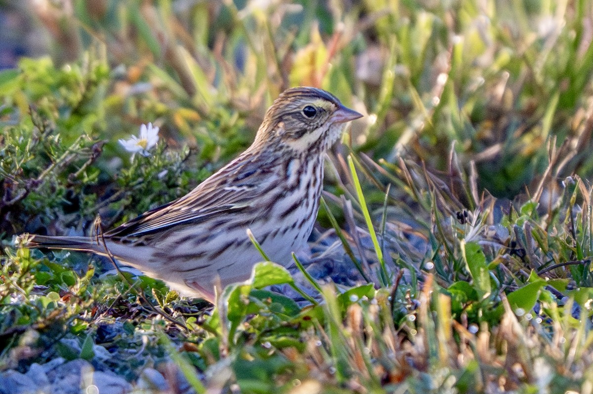 Savannah Sparrow - ML642885508