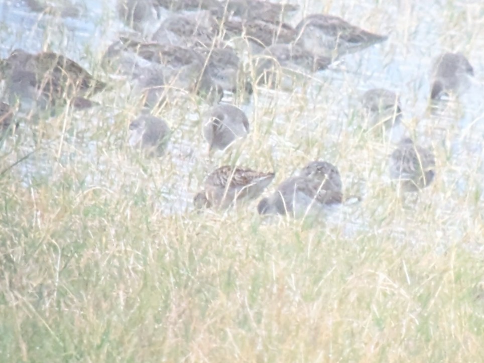 Short-billed Dowitcher - ML642885510