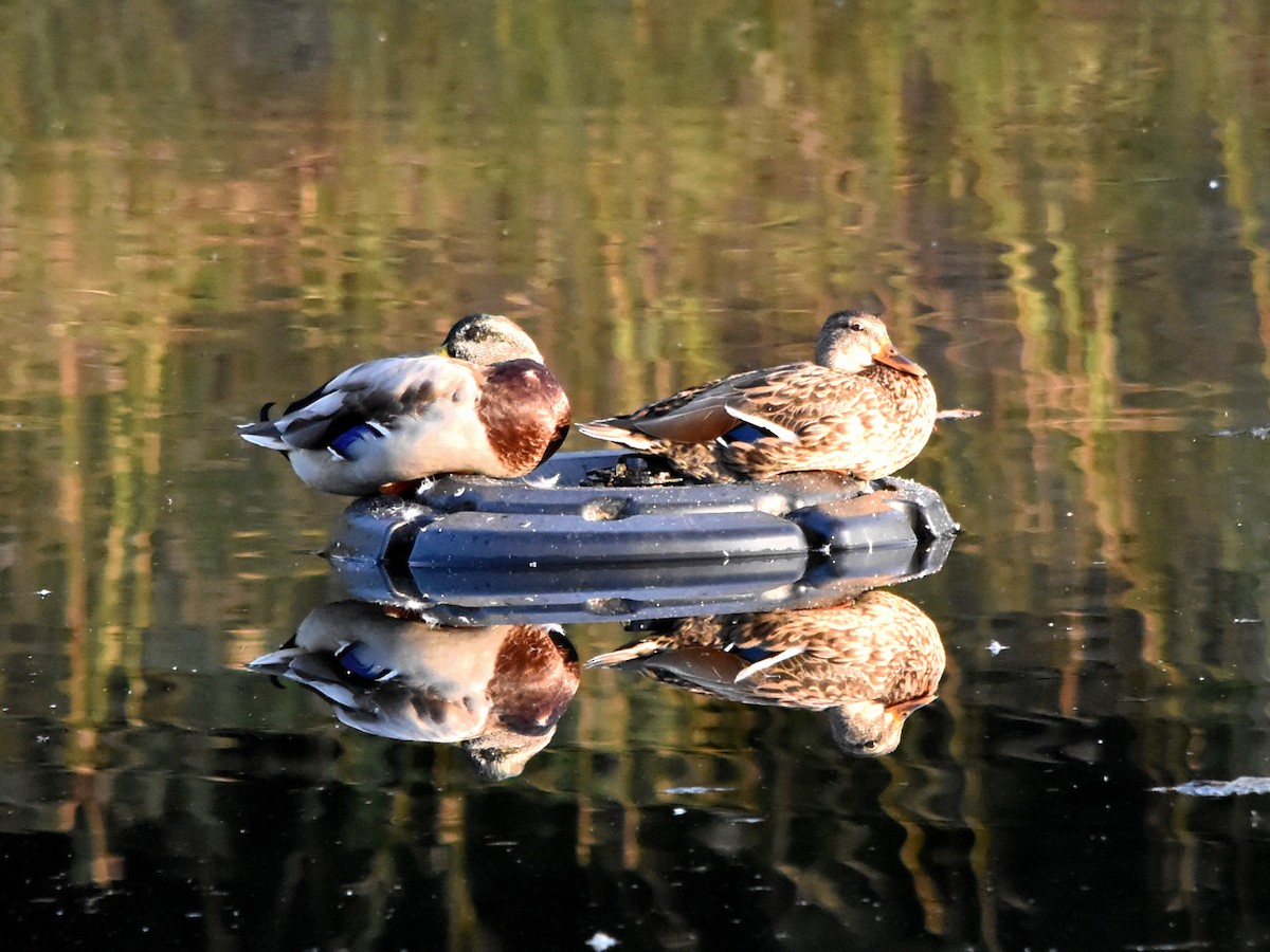 kachna divoká - ML642885511