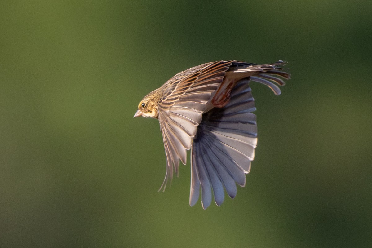 Savannah Sparrow - ML642885512