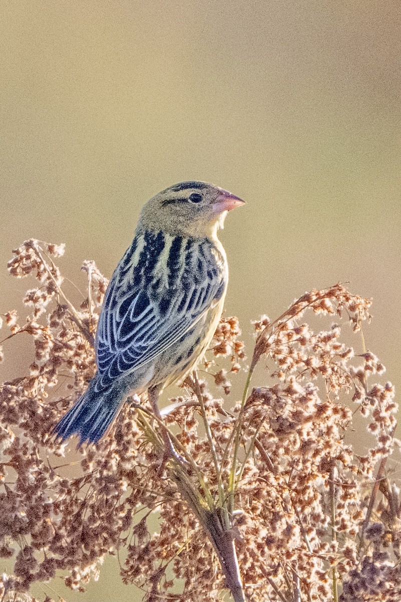 Bobolink - ML642885518