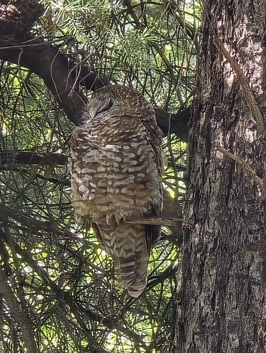 Spotted Owl (Mexican) - ML642885519