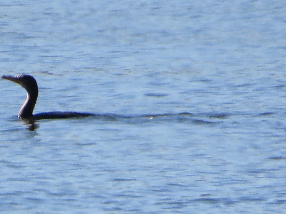 Double-crested Cormorant - ML642885520
