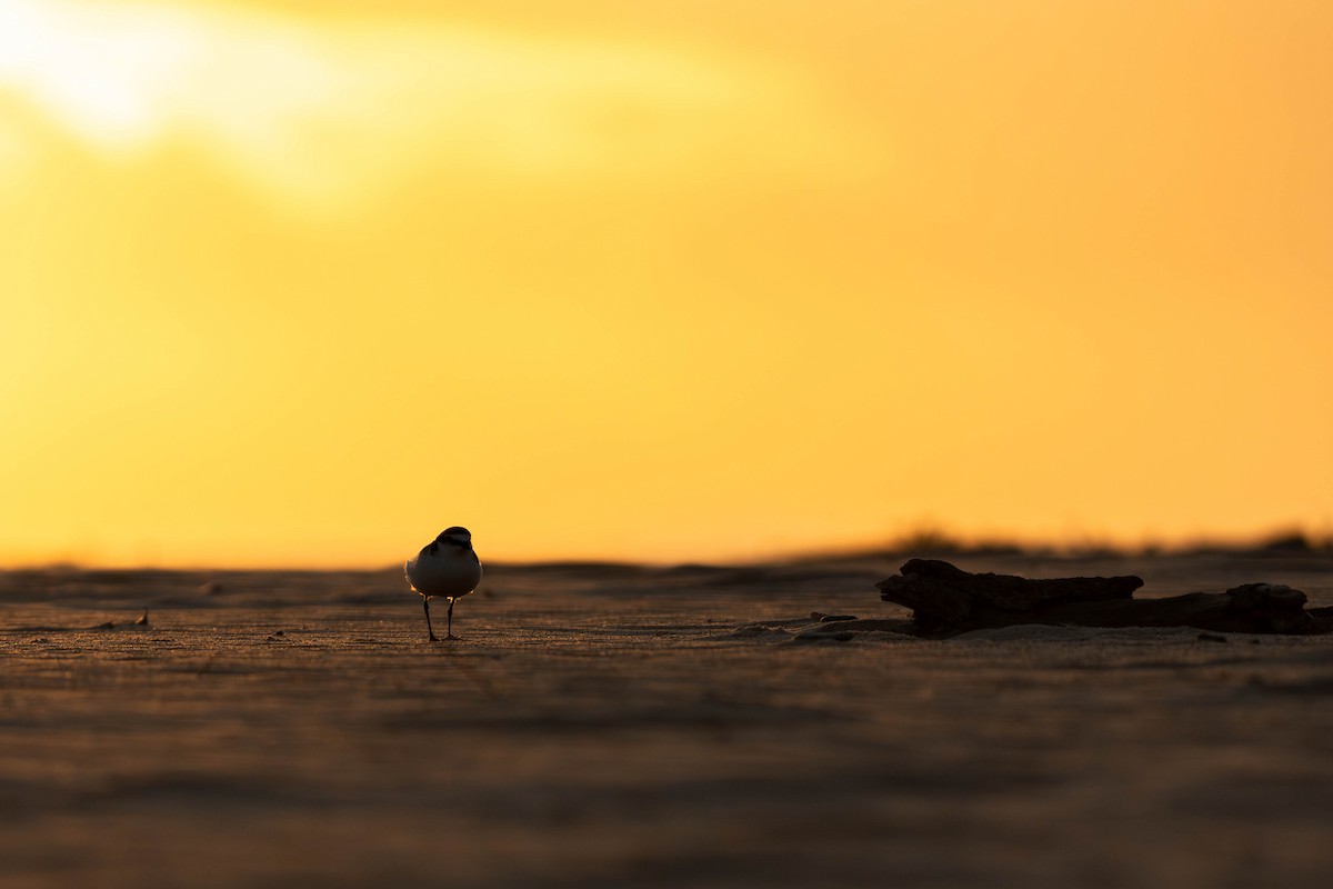 kulík rezavotemenný - ML642885521