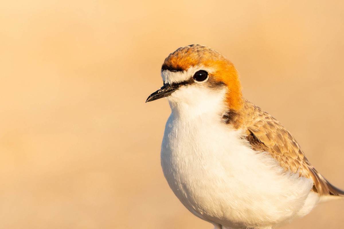 kulík rezavotemenný - ML642885522