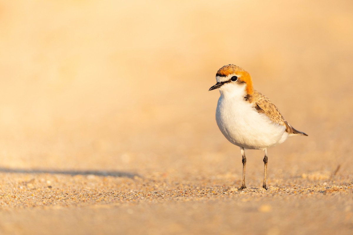 kulík rezavotemenný - ML642885523