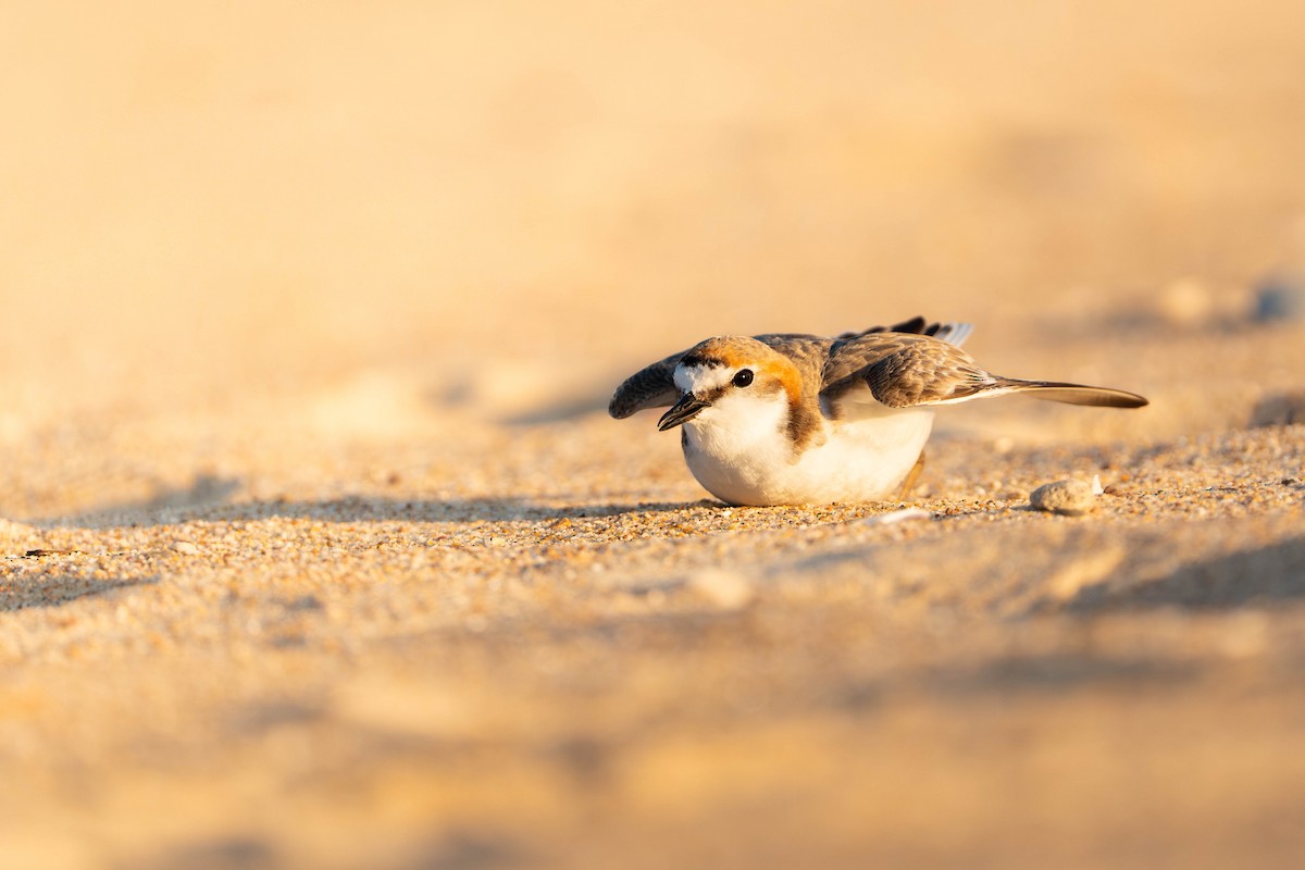 kulík rezavotemenný - ML642885524