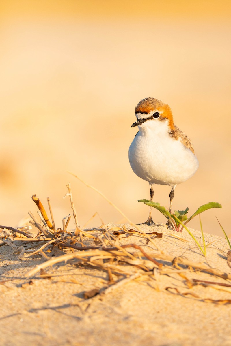 kulík rezavotemenný - ML642885525