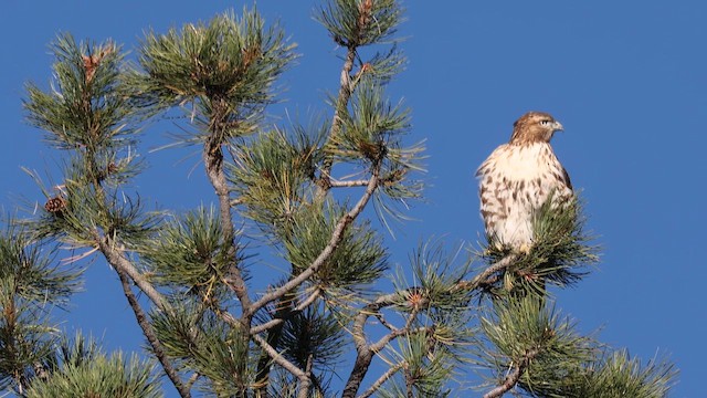 Red-tailed Hawk - ML642885526
