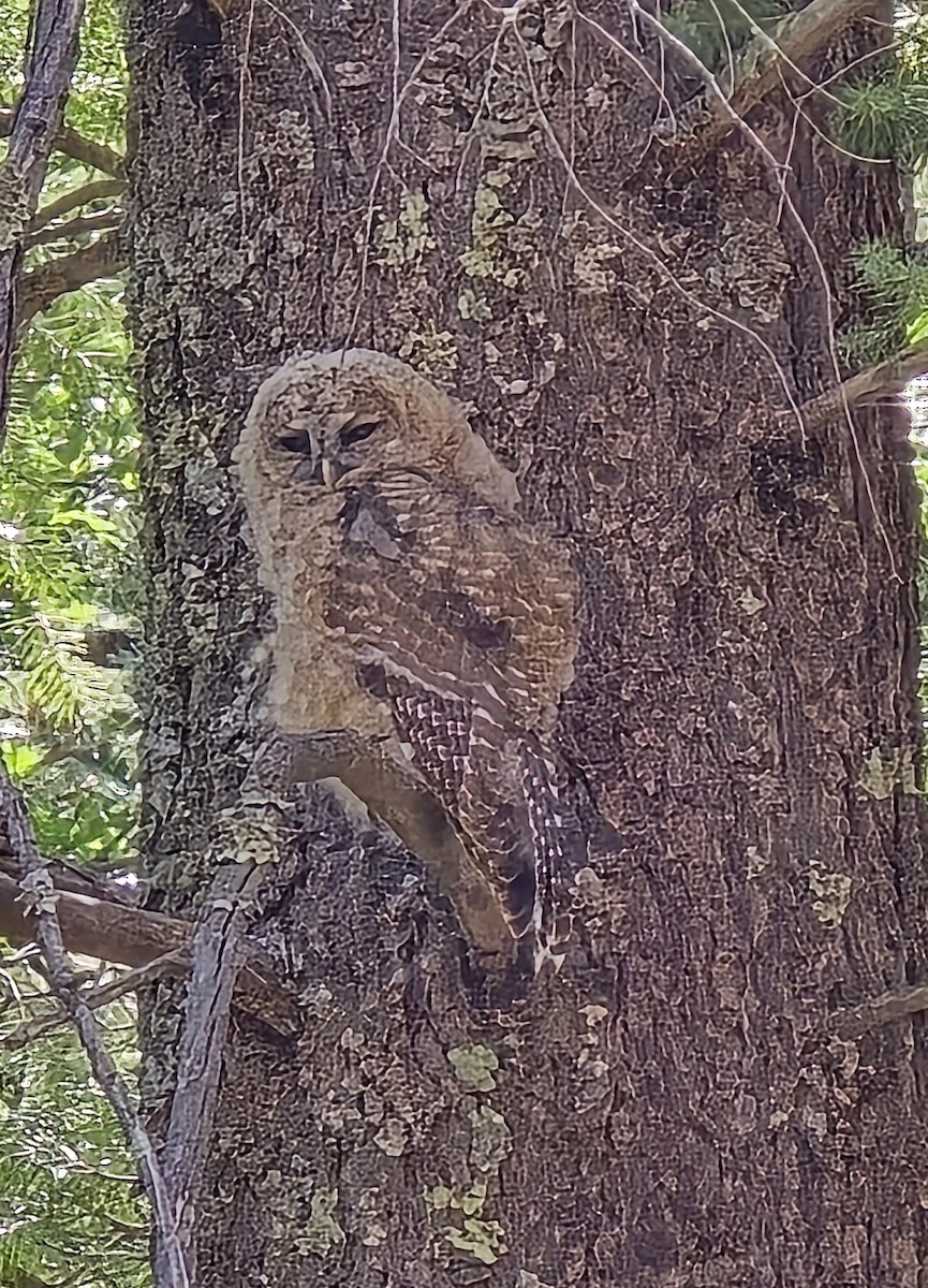 Spotted Owl (Mexican) - ML642885527