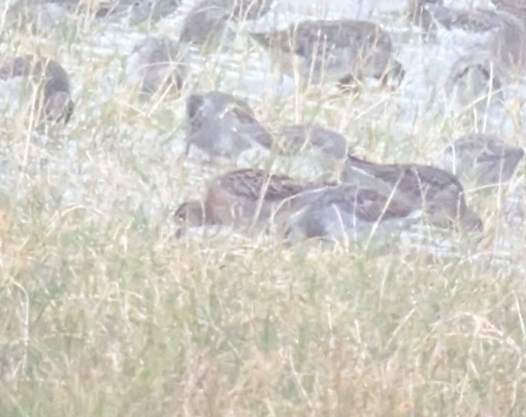 Short-billed Dowitcher - ML642885528