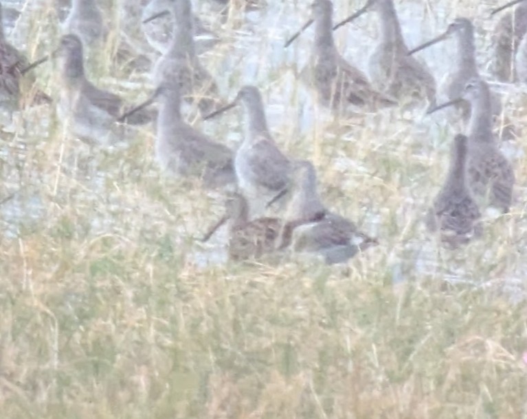 Short-billed Dowitcher - ML642885529