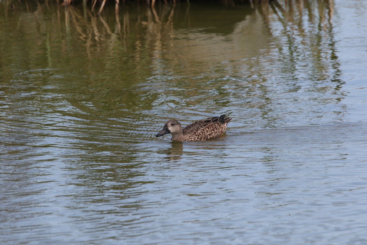 Blue-winged Teal - ML642885530