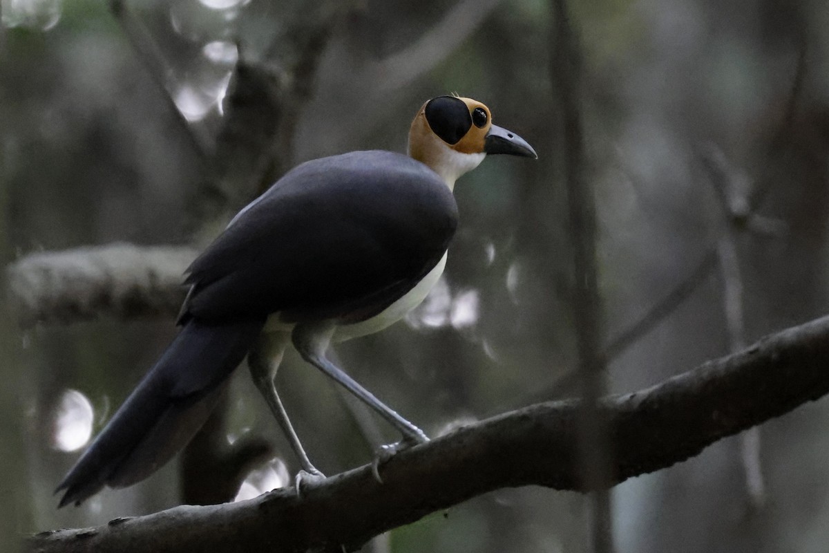 White-necked Rockfowl - ML642885538