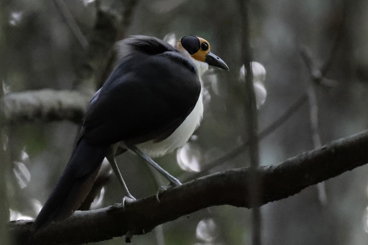 White-necked Rockfowl - ML642885539