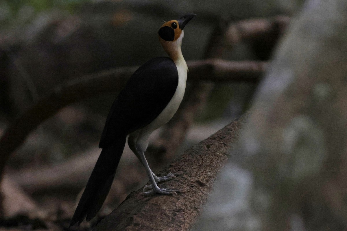 White-necked Rockfowl - ML642885540