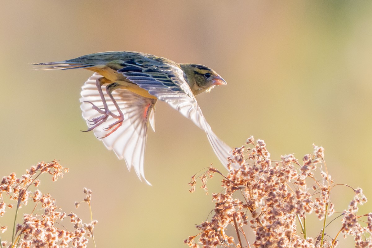 Bobolink - ML642885541