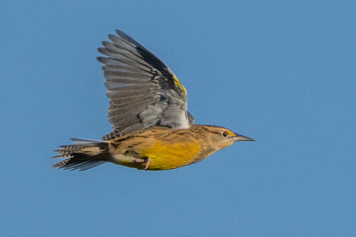 Eastern Meadowlark - ML642885548
