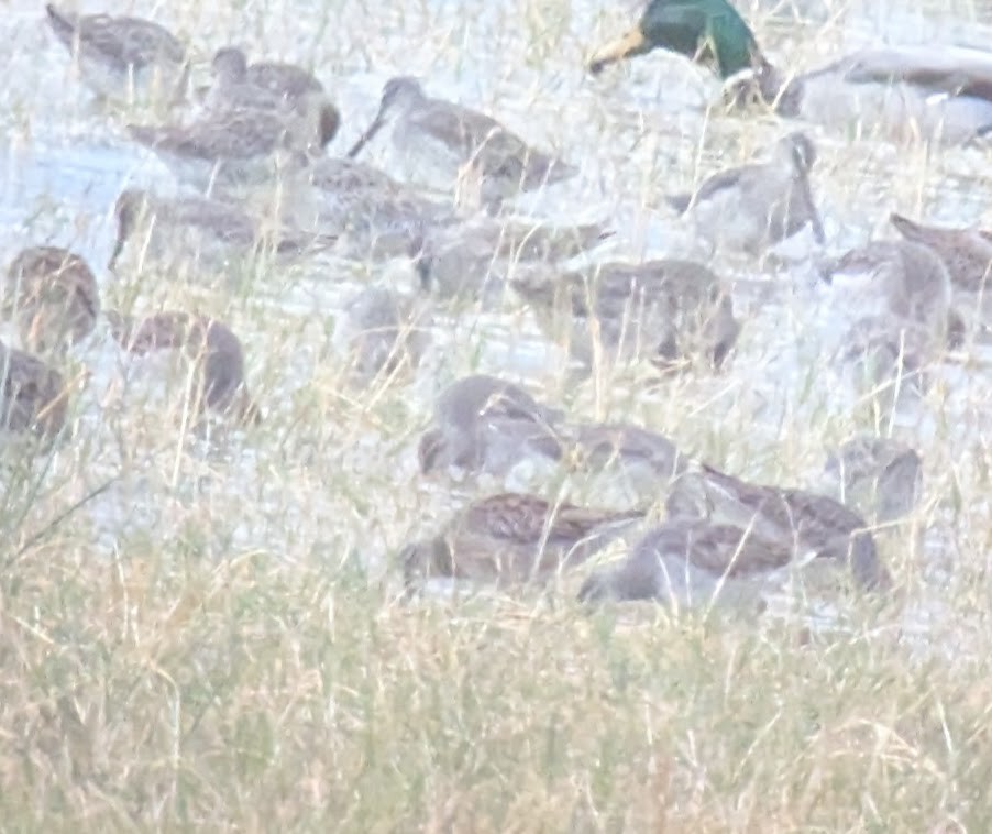 Short-billed Dowitcher - ML642885549
