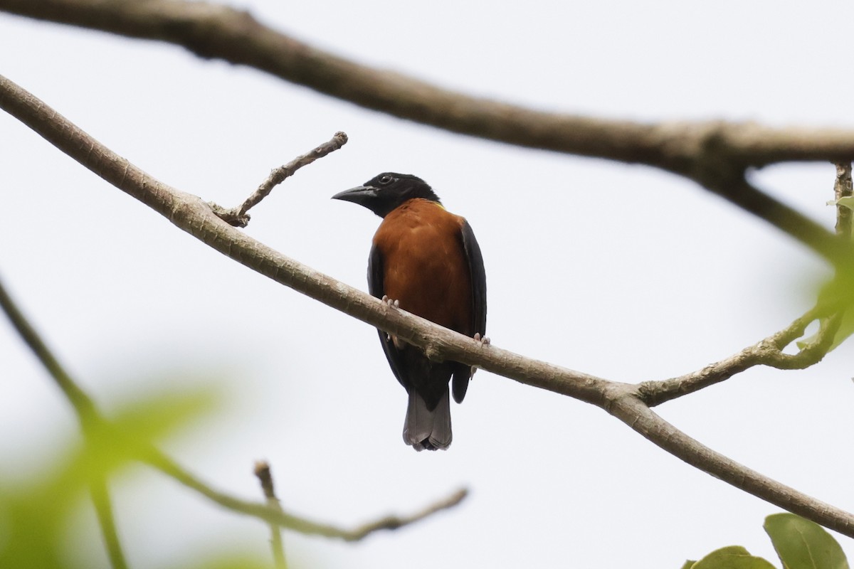 Yellow-mantled Weaver - ML642885552