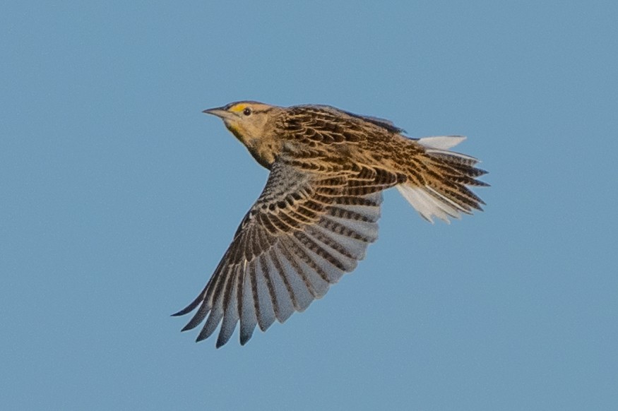 Eastern Meadowlark - ML642885553